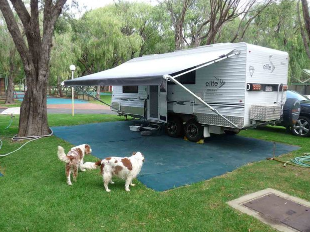 caravanning with pets